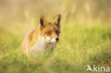 Fox (Vulpes vulpes)