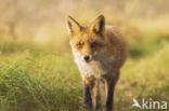 Fox (Vulpes vulpes)