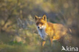 Fox (Vulpes vulpes)