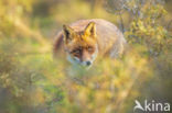 Fox (Vulpes vulpes)