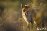 Fox (Vulpes vulpes)