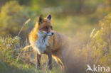 Fox (Vulpes vulpes)