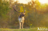 Fallow Deer (Dama dama)