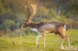 Fallow Deer (Dama dama)