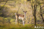 Fallow Deer (Dama dama)