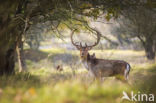 Fallow Deer (Dama dama)