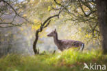 Fallow Deer (Dama dama)