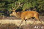 Red Deer (Cervus elaphus)