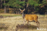 Red Deer (Cervus elaphus)