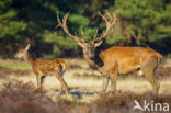 Red Deer (Cervus elaphus)