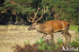 Red Deer (Cervus elaphus)