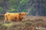 Highland Cow (Bos domesticus)