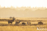 Red Deer (Cervus elaphus)