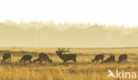 Red Deer (Cervus elaphus)