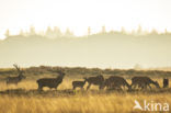 Red Deer (Cervus elaphus)