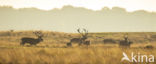 Red Deer (Cervus elaphus)