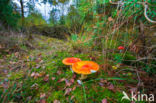 Vliegenzwam (Amanita muscaria)