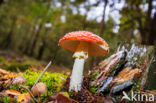 Vliegenzwam (Amanita muscaria)