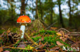 Vliegenzwam (Amanita muscaria)