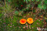 Vliegenzwam (Amanita muscaria)