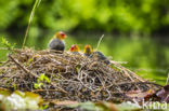Common Coot (Fulica atra)