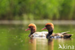 Red-crested Pochard (Netta rufina)