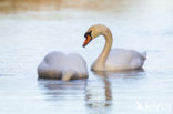 Knobbelzwaan (Cygnus olor)