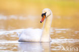 Mute Swan (Cygnus olor)
