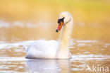 Knobbelzwaan (Cygnus olor)