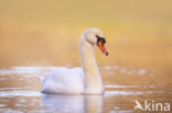 Knobbelzwaan (Cygnus olor)