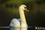 Knobbelzwaan (Cygnus olor)