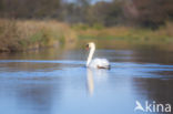 Knobbelzwaan (Cygnus olor)