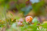 Vliegenzwam (Amanita muscaria)