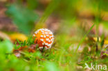 Vliegenzwam (Amanita muscaria)