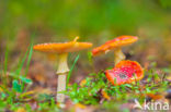 Vliegenzwam (Amanita muscaria)