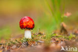 Fly agaric (Amanita muscaria)