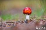 Vliegenzwam (Amanita muscaria)