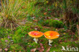 Fly agaric (Amanita muscaria)