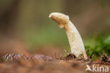 Fly agaric (Amanita muscaria)