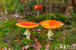 Fly agaric (Amanita muscaria)