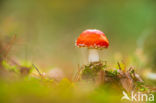 Vliegenzwam (Amanita muscaria)