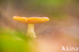 Fly agaric (Amanita muscaria)