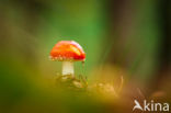 Vliegenzwam (Amanita muscaria)