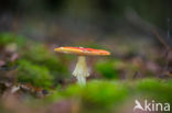 Vliegenzwam (Amanita muscaria)