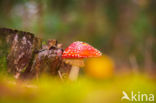 Vliegenzwam (Amanita muscaria)