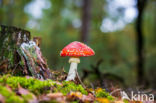 Vliegenzwam (Amanita muscaria)