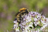 Brown-banded carder bee (Bombus humilis)