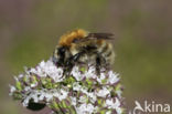 Brown-banded carder bee (Bombus humilis)