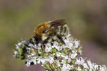 Brown-banded carder bee (Bombus humilis)