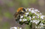 Brown-banded carder bee (Bombus humilis)